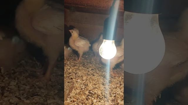 Двухнедельный и суточный бройлер. смотреть онлайн