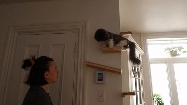 DIY CAT SHELVES ! смотреть онлайн