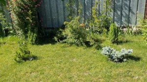 Посадка туй, вдоль забора( живая изгородь)