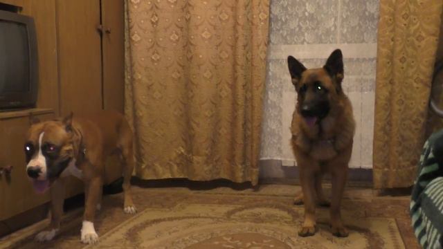 Выдержка стоя. 1-й уровень. Стив, Фиона . Школа Охраняй смотреть онлайн