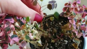 Кислица вулканикола (Oxalis vulcanicola). Особенности выращивания, сорта, размножение и уход