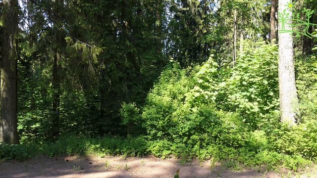 3 часа 4К Летний парк Щебет птиц Для расслабления и сна.mp4 смотреть онлайн