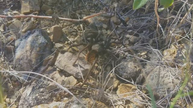 Arizona Gold Detecting With The Monster 1000 смотреть онлайн