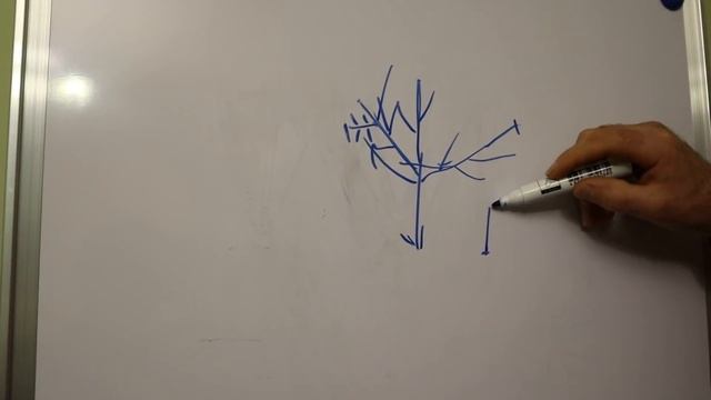 ОБРЕЗКА ФУНДУКА .Урок 2. 5 СПОСОБОВ ФОРМИРОВКИ ФУНДУКА. смотреть онлайн