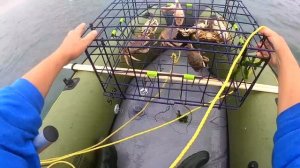 КРАБАЛКА НА САМЫЙ ВКУСНЫЙ КРАБ В США ! РЕЦЕПТ КОТЛЕТ ИЗ КРАБОВ. DUNGENESS CRAB.