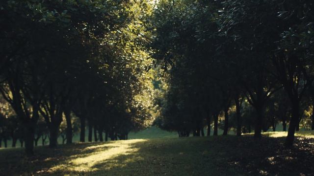 Where I'm from: macadamia's incredible origins смотреть онлайн
