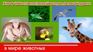 В мире природы Жираф Чайки Пчелка Панда Шелкопряд Летающий дракон