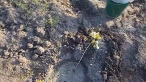 посадка черенков йошты