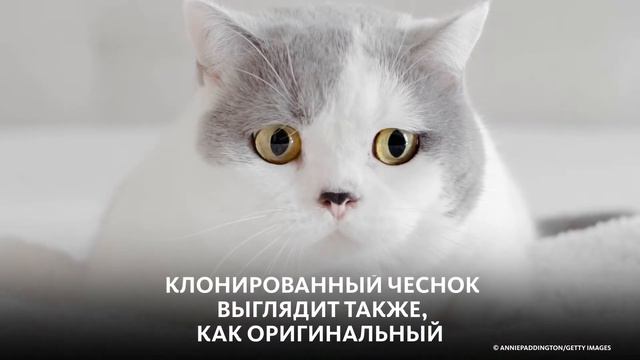 В КИТАЕ КЛОНИРУЮТ ЩЕНКОВ И КОТИКОВ смотреть онлайн