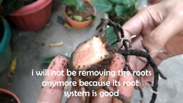 Best propagation method of Anthurium (magnificum, crystallinum & other same species) English captio смотреть онлайн