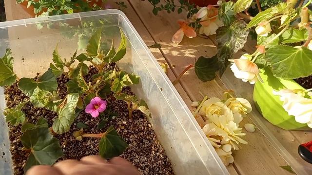 Черенкую бегонию Шардоне.