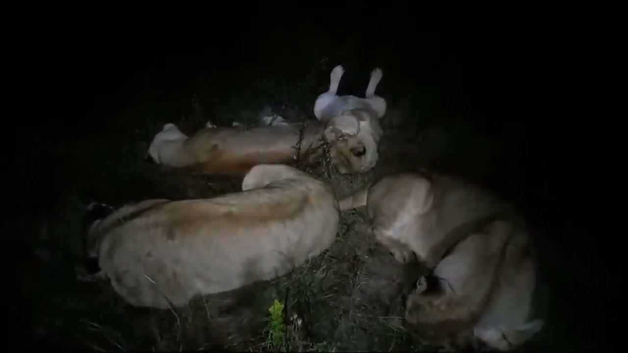 Living_with_lions в прямом эфире! смотреть онлайн