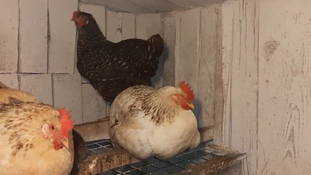 Обзор кур в курятнике вечером! #курынесушки #chick #куры #курятник #петухи смотреть онлайн