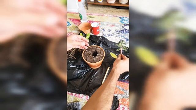 Succulent Repotting Echeveria Melaco. Replantando Suculenta Echeveria Melaco/Echeveria Chocolate. смотреть онлайн