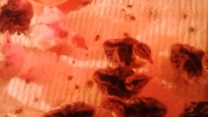 4-х суточные индюшата. Продолжаем поить витаминами,йодом и содой!