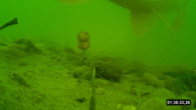 Карп на тигровый орех подводная съёмка смотреть онлайн