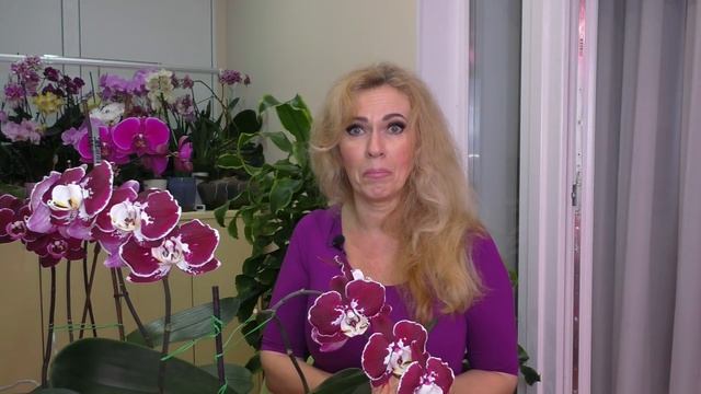 ТЕМНЫЕ орхидей. СЛОЖНО С НИМИ? Как и в чем растут / ЭФФЕКТНЫЙ ВЫХОД орхидеи БЛЭК ФЭЙС ОБАЛДЕТЬ смотреть онлайн