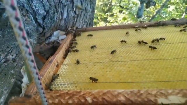 Как вытащить засилившийся рой из дупла смотреть онлайн