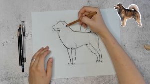 Как рисовать собаку карандашом легко поэтапно