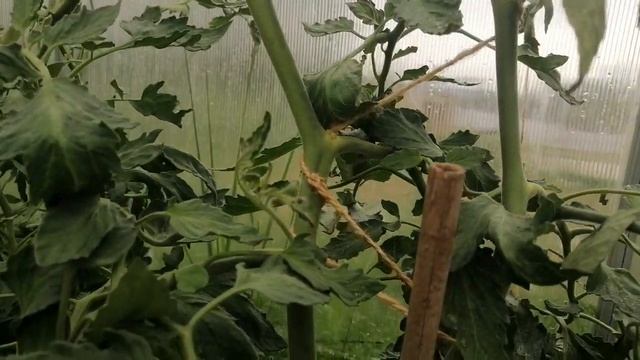 Штамбовые томаты уход и выращивание