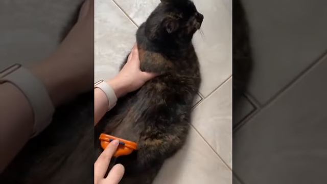 TIiTO \ Чесалка для кошек для собак для животных длинношерстных короткошерстных дешеддер пуходерка смотреть онлайн