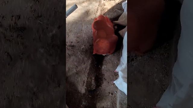 кормление дойных коров смотреть онлайн