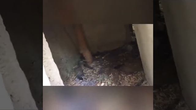 УЖАС!БЕШЕНАЯ СОБАКА НАПАЛА НА НАС! смотреть онлайн
