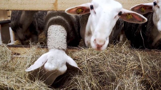 Интересно о сельском хозяйстве: из какого молока делают сыр рокфор «РОТА-АГРО»? смотреть онлайн