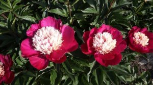 Пион WHITE CAP 15.05.2016