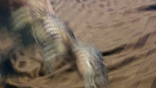 Godzilla and rexy react episode 7:evolution of Godzilla size comparison смотреть онлайн