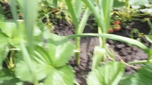 Летиция- поздний сорт крупноплодной земляники