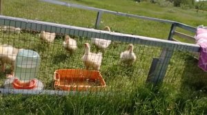 Самодельная переносная загородка для гусей .