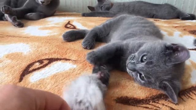 Русские голубые котята!Русская голубая кошка! смотреть онлайн