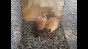 Кормление маленьких крольчат. Каким кормом кормить, для получения максимального роста. Эксперимент.