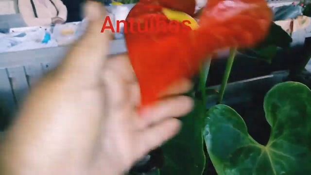 As mais belas Amarilís смотреть онлайн