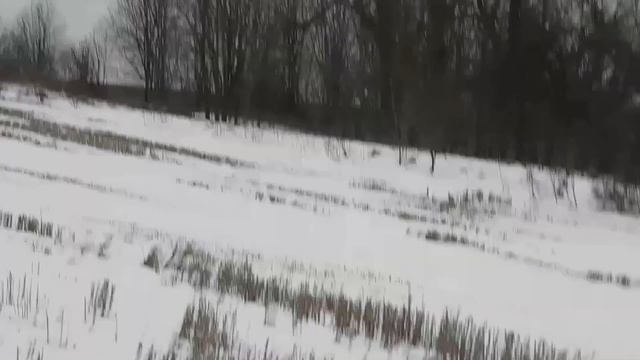 Дятел улетел голодный,за то короед остался жив смотреть онлайн