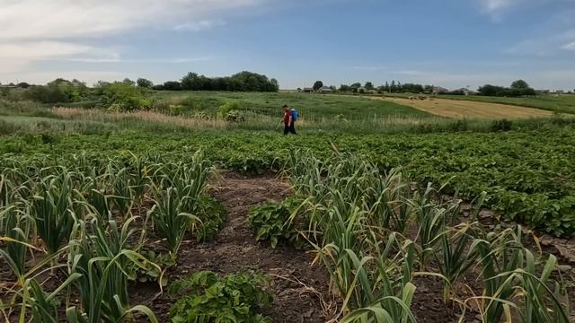 ДОМАШНИЙ БЫТ / ПРОГУЛКА ПО ОГОРОДУ / ПОТРАВИЛ ЖУКА НА КАРТОШКЕ / ВОССТАНОВИЛ ПОЛИВАЛКУ НА ОГОРОД смотреть онлайн