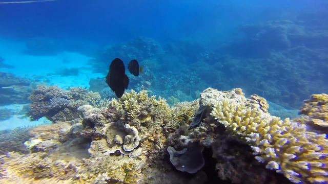 SCUBA DIVING THE OUTER REEF - PORT DOUGLAS! смотреть онлайн