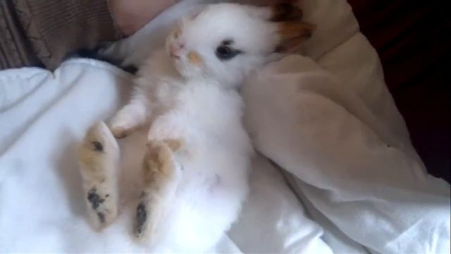 Sleeping bunny смотреть онлайн