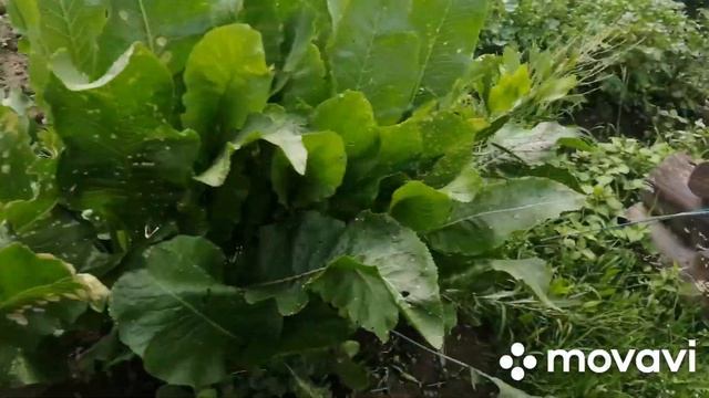 Лук больше не желтеет! смотреть онлайн