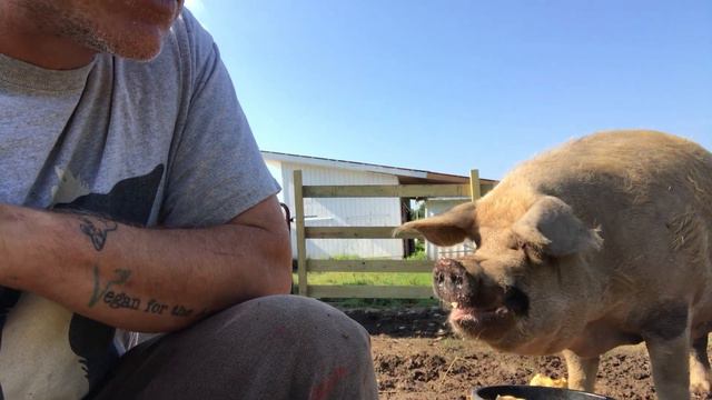 RESCUE STORY of this gentle giant pig! смотреть онлайн