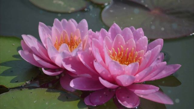 Практика Лотос смотреть онлайн