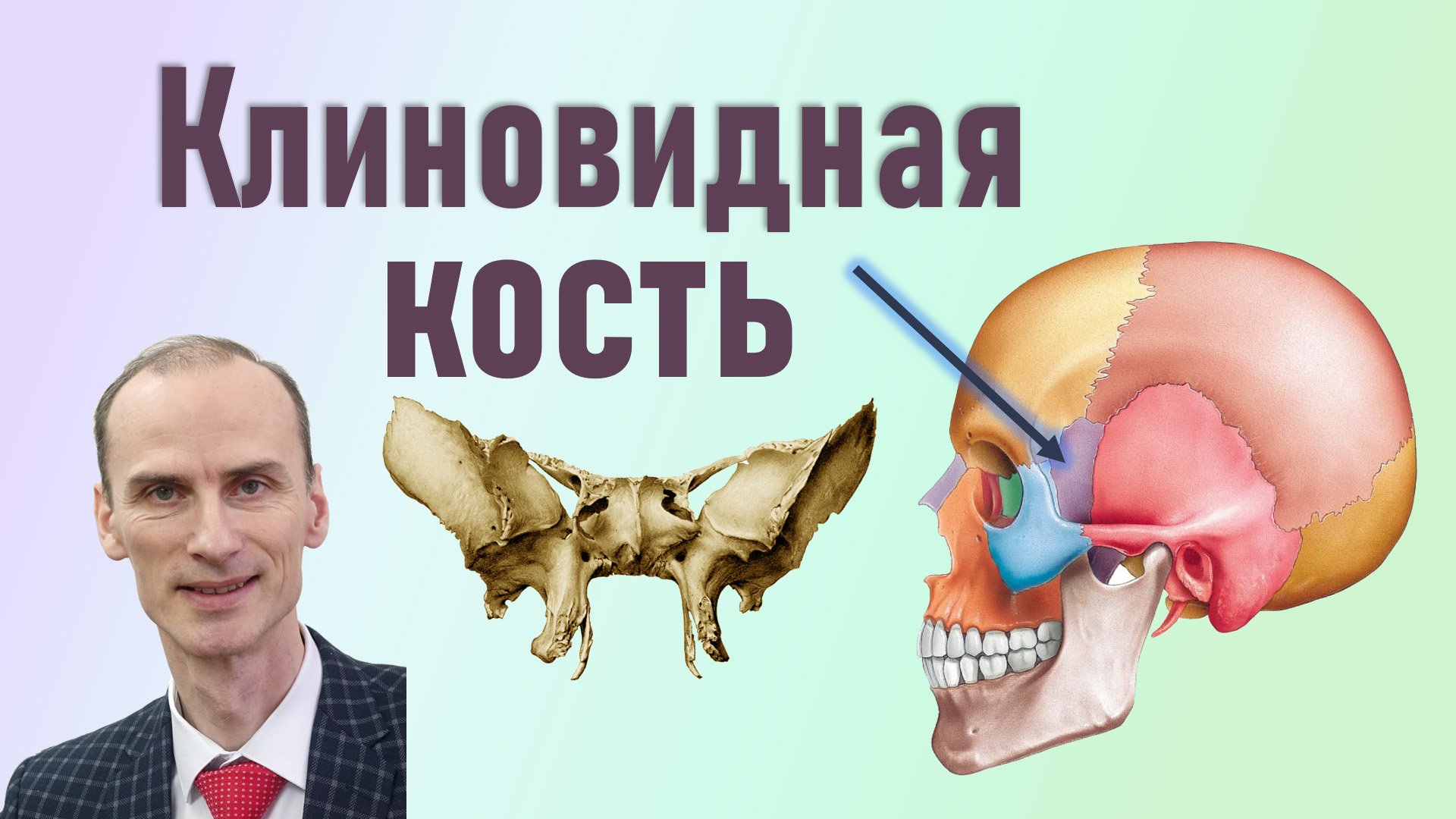 Клиновидная кость. Строение клиновидной кости смотреть онлайн