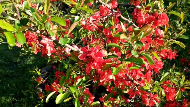 Айва японская Цветущий кустарник смотреть онлайн