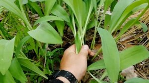 Поездка в Тайгу за Сибирской черемшой или как растет колба