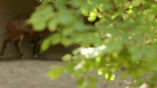 6 Day Old Bongo Calf - Cincinnati Zoo смотреть онлайн