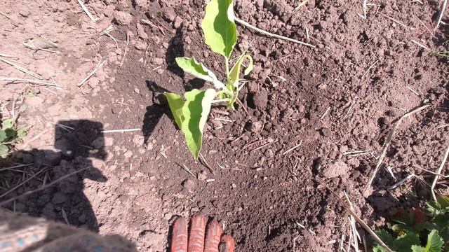 Посадка баклажан в открытый грунт. Сажаю в разных местах на , что надеюсь смотреть онлайн