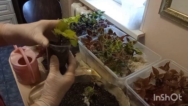 Работа с колеусами в конце февраля/Пересаживаем из перлита в грунт/ смотреть онлайн