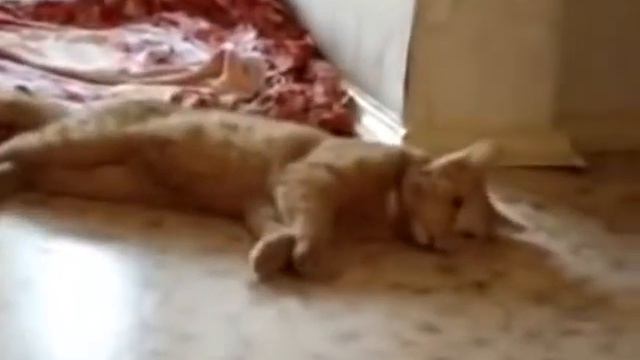 Приколы про животных под музыку смотреть онлайн