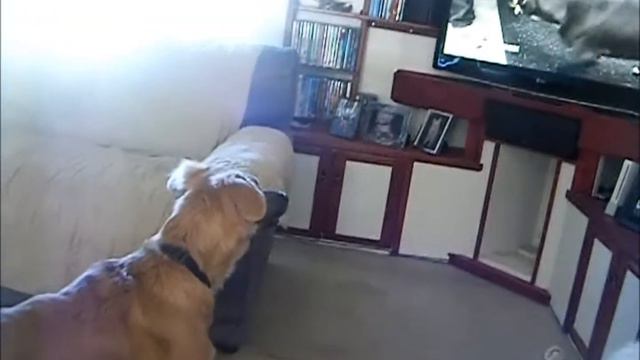 Shepherd/Leonberger Mix Bailey barking at a Dog on TV :) смотреть онлайн
